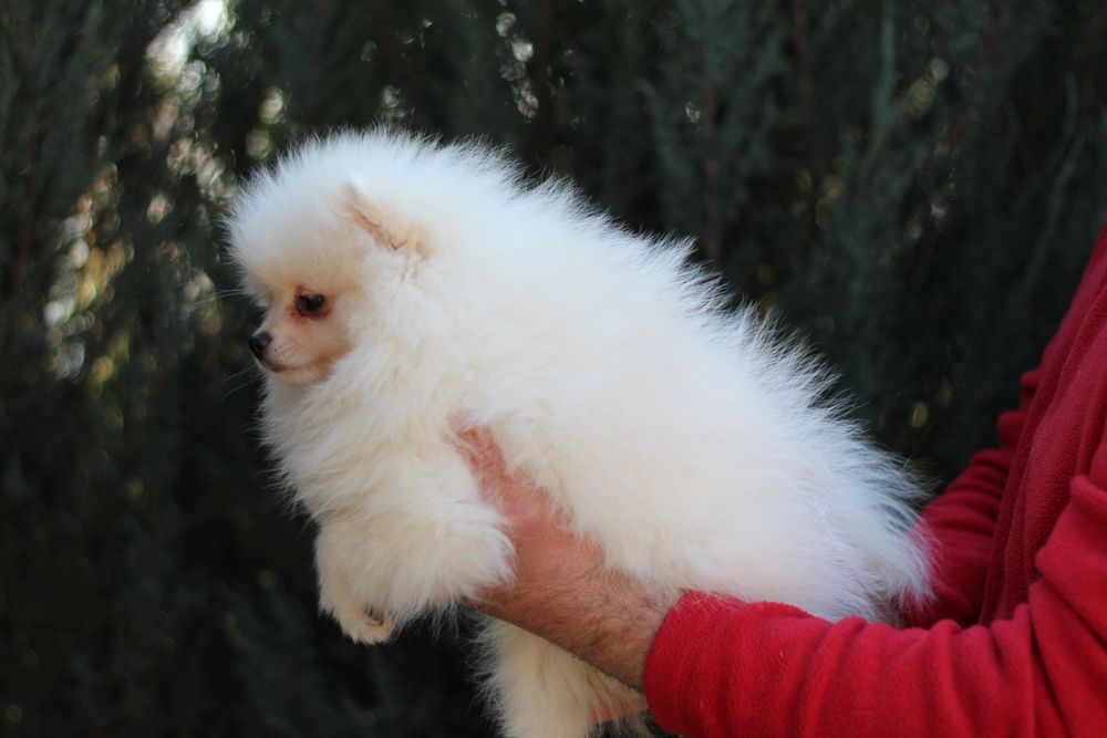 Беленькая куколка померанский шпиц