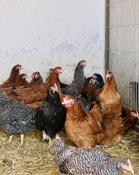 Kury nioski rasy ROSSA