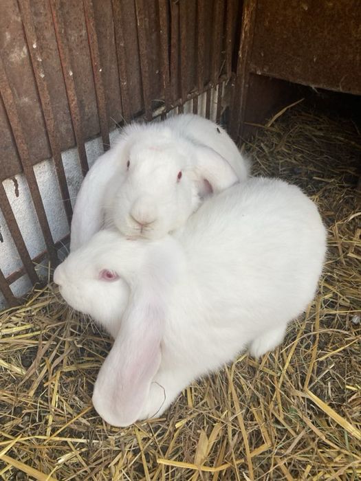 króliki baran francuski