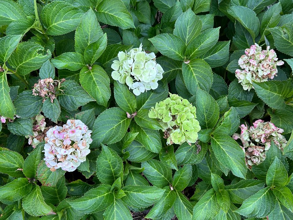 Hortensja ogrodowa biała Hydrangea macrophylla