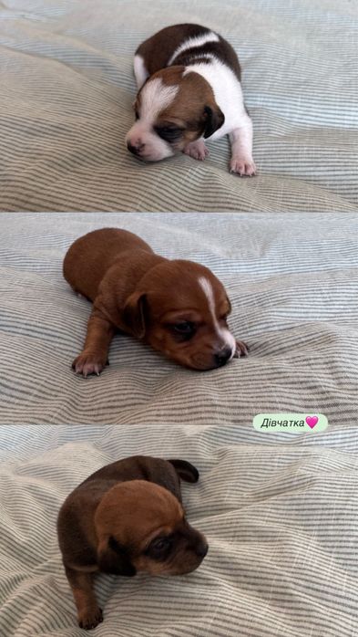 Цуценята метиси такси-чихуахуа