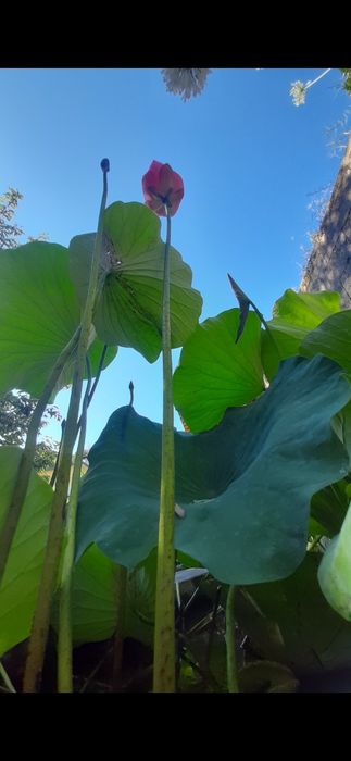 Nenúfar Lotus Nelumbo - plantas de lago