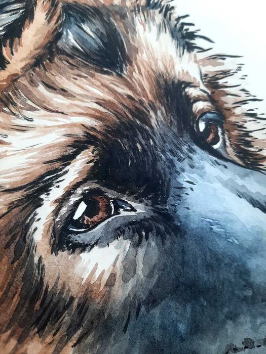 Owczarek niemiecki - portret owczarka niemieckiego, obraz psa