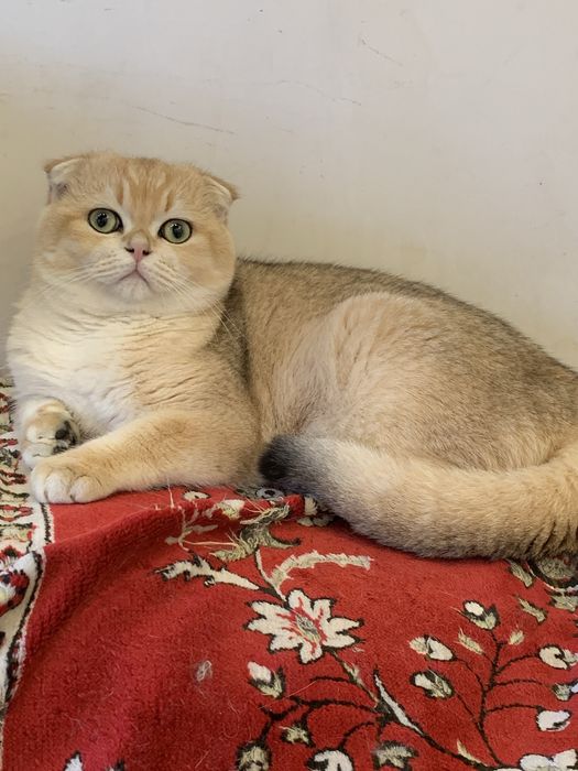 Лагідні котики муркотики !