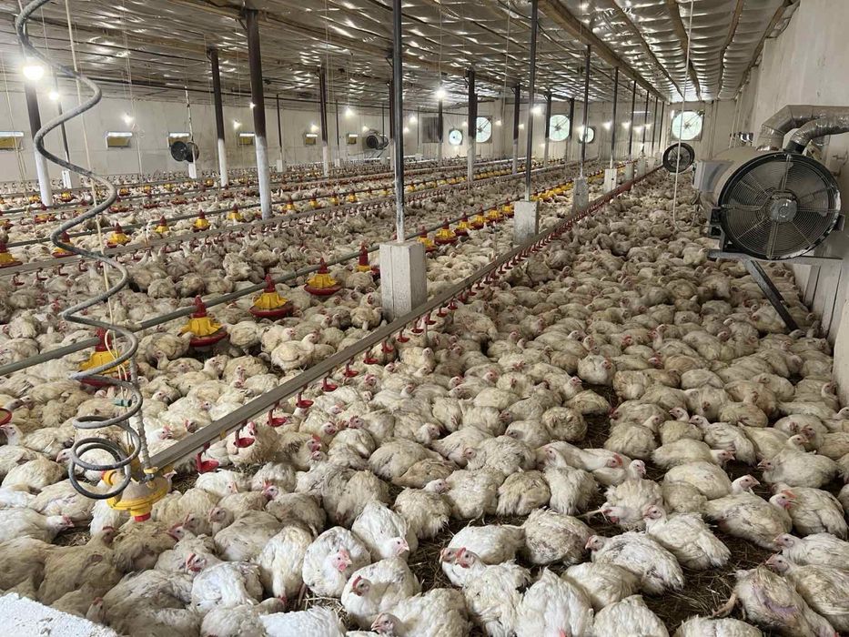 Комплекс будівель  (птахоферма)