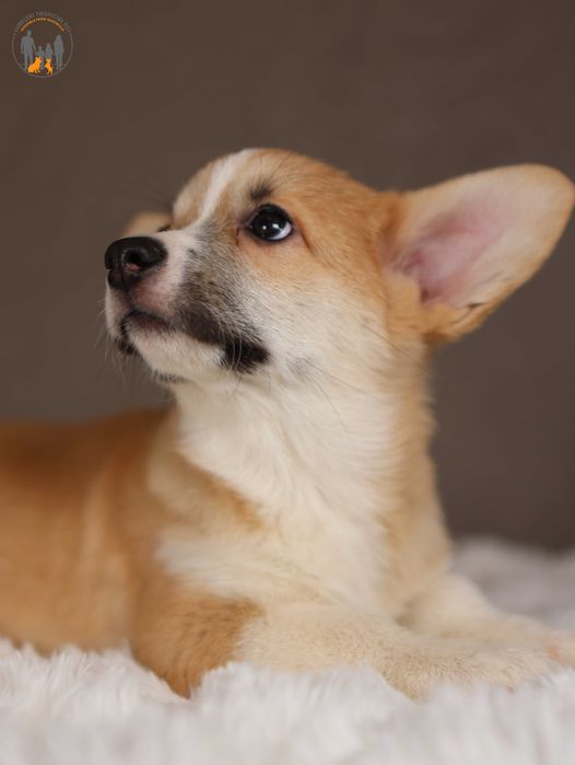 Welsh Corgi Pembroke ZKwP FCI po Championie rezerwacja