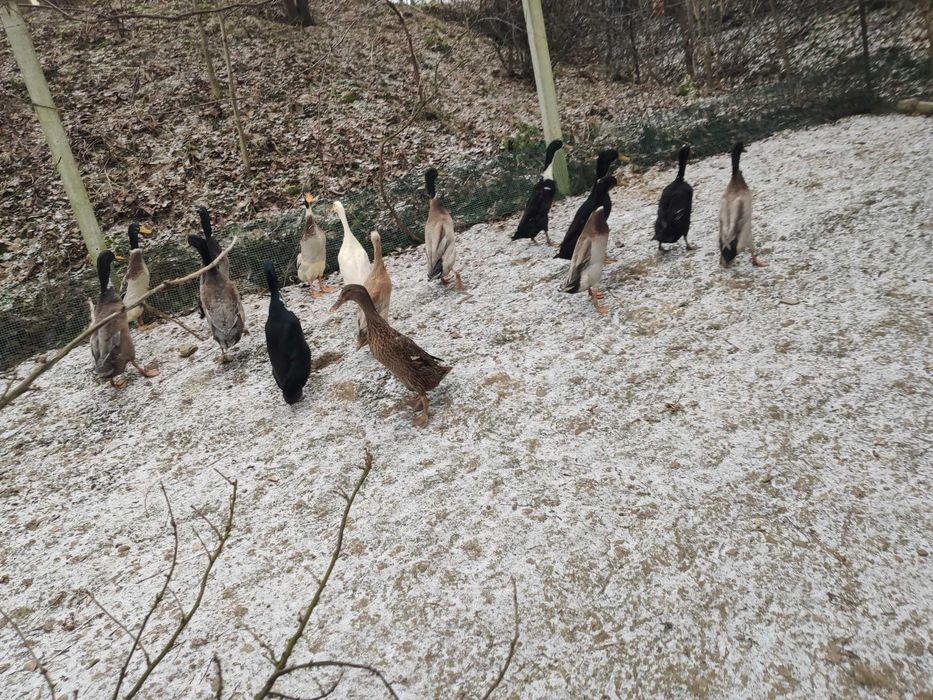 Sprzedam kaczora biegusa ,kaczka biegus różne barwy ptaków