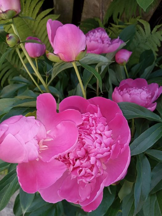 Продам домашню півонію по 12 грн.