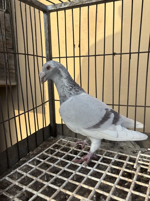 Gołębie Staropolskie - Samica - OGŁ.6