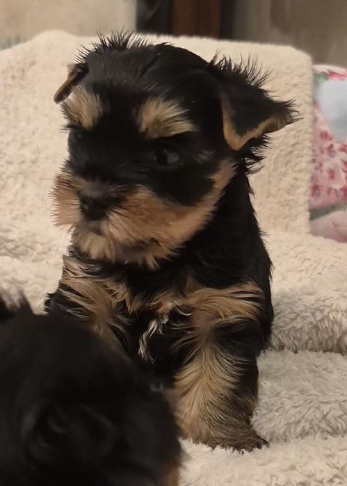 Yorkshire terier  sunia