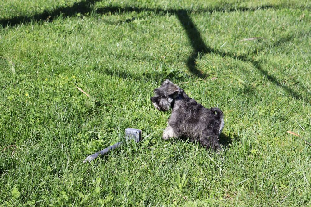 Schnauzer miniatura sal e pimenta com LOP
