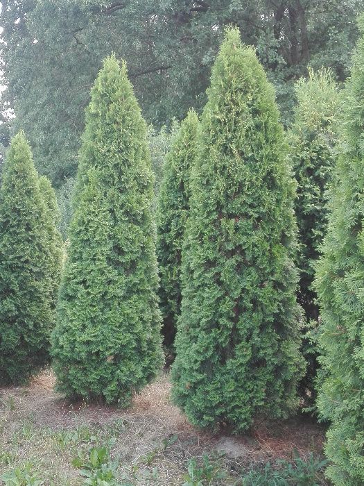 Tuja, tuje szmaragd brabant,kurnik, kolumna, tuje do 300cm, SADZIMY
