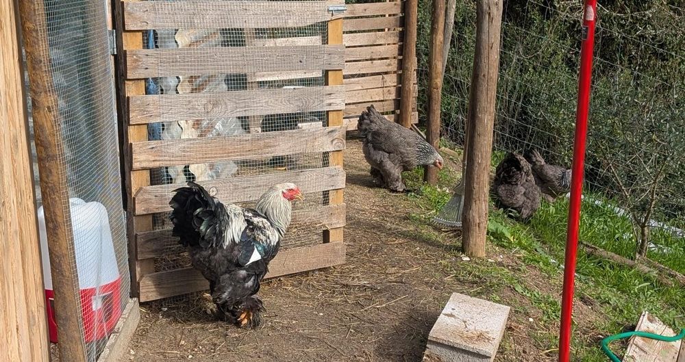 Ovos para incubação e pintos Brahma