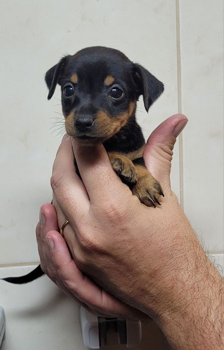 Pinscher miniatura femea