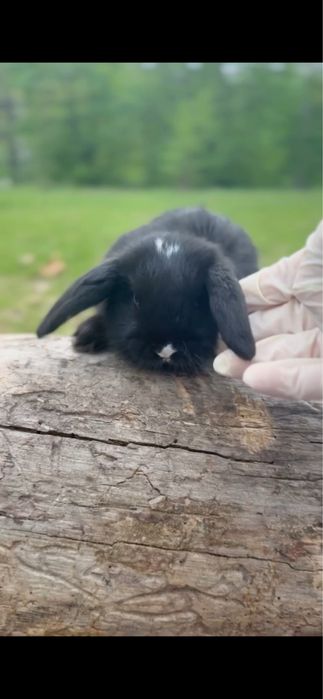Mini lop з сатиновою шорсткою!! Яскраво блакитні очі!
