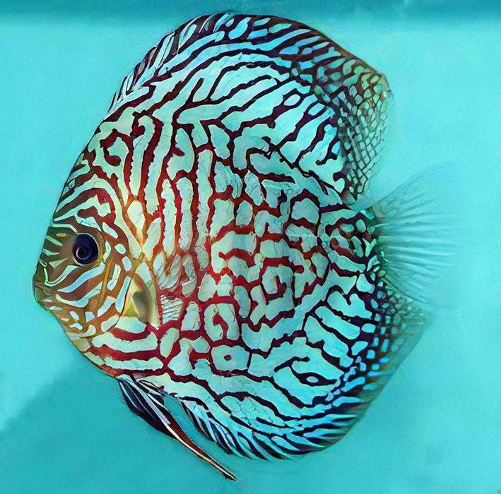 GB DYSKOWCE Paletka Turkus | Rozmiar "XL" do 12 cm