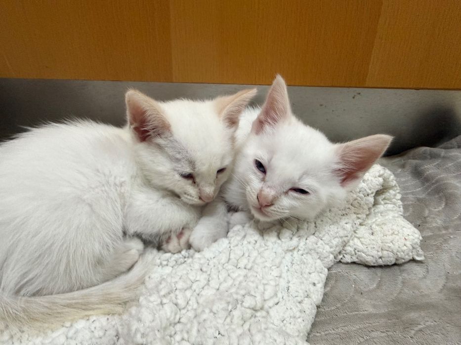 Dois gatos brancos para dar