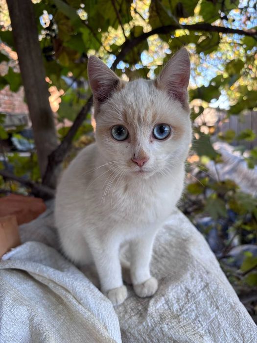 подарую котика дуже лагідний
