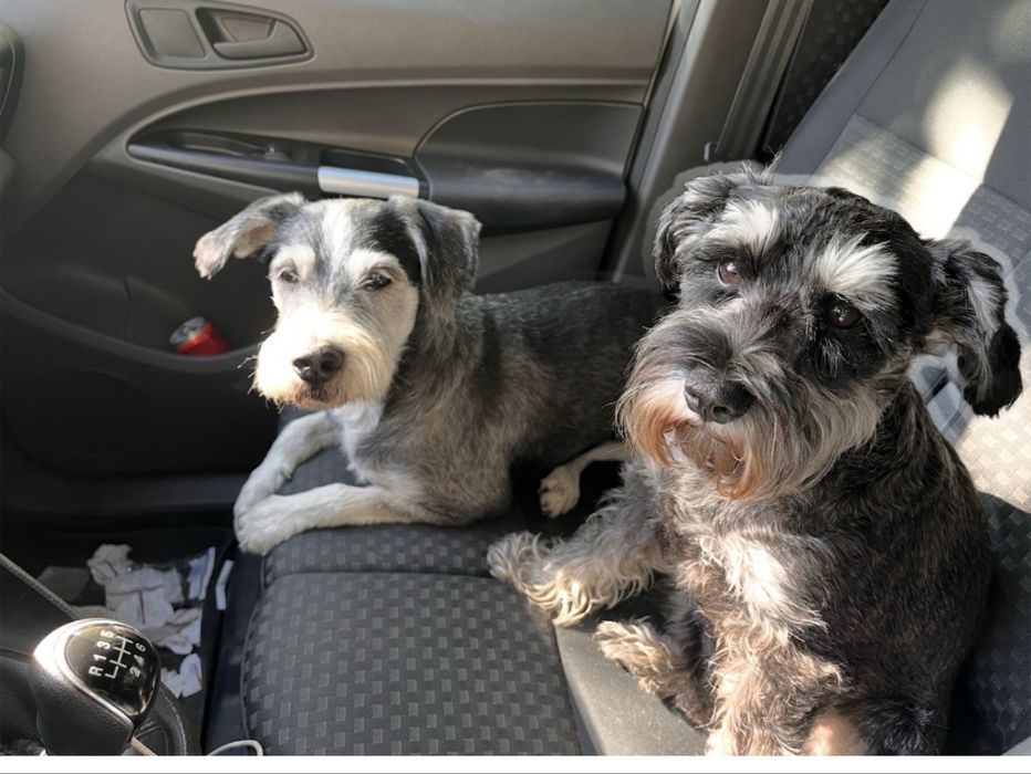 Sznaucer miniaturka suczka adopcja