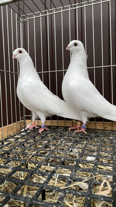 Cepele, ceple, cepelki