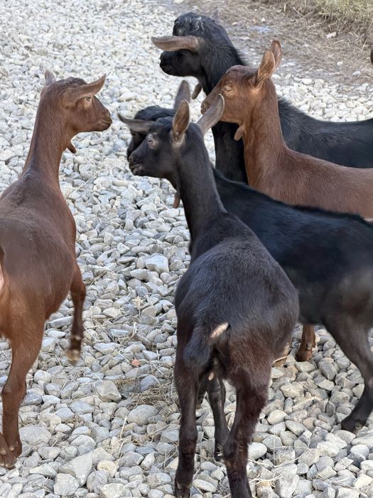 Продам козенята мурсія-гранада 100%