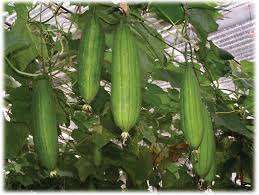 Sementes de planta natural para LAVAR O CORPO