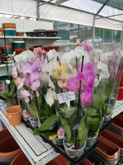 Orquídea Phalaenopsis - planta em vaso