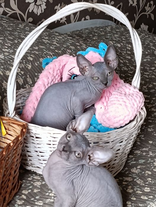 Котята сфинкс. Мальчик и девочки