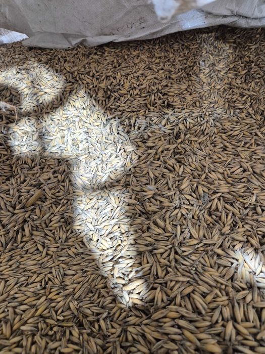 Owies do kotła na pellet