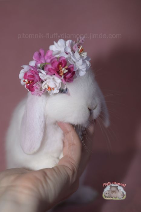 Дівчинка породи NHD (Nederlandse Hangoor Dwerg) Біла