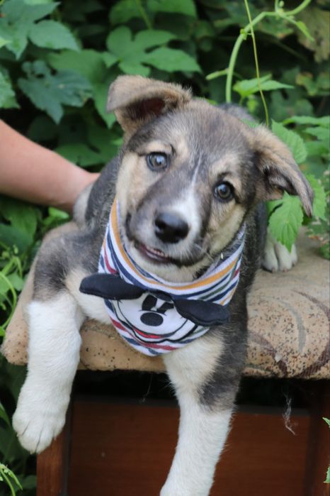 Венді в пошуках дому