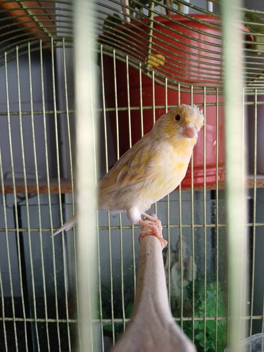 Canarios lindos 2024