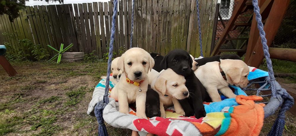 Labradory z rodowodem 4pokoleniowym biszkoptowe labrador retriever