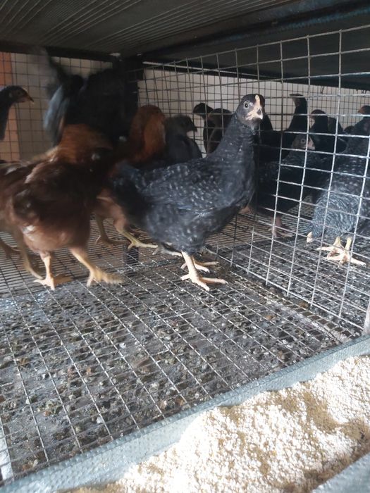 Домінанти 4,5 міс (підрощені)!!