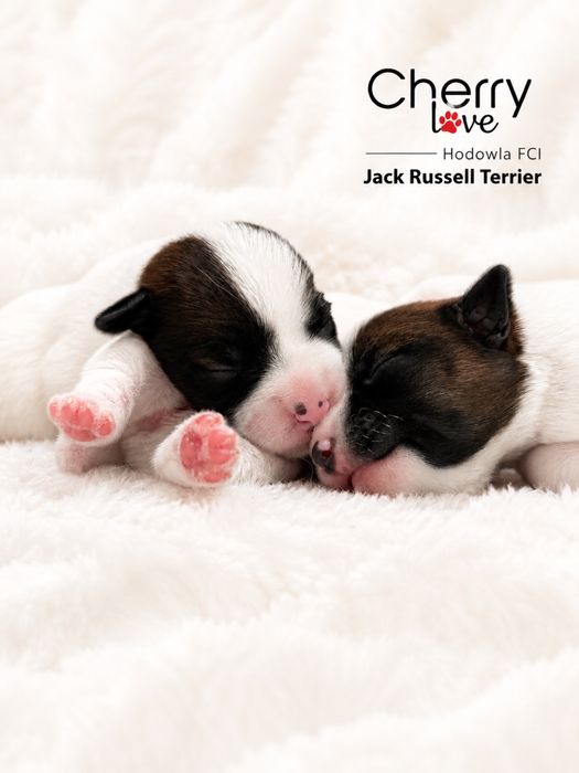 Jack Russell Terrier ZKwP FCI