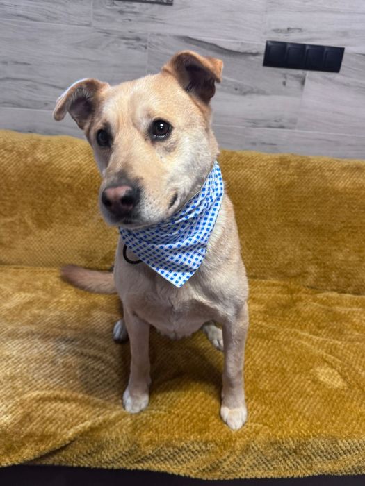 Piesek około 3 lata