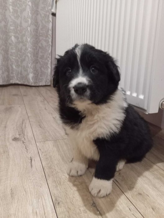 Border Collie z rodowodem