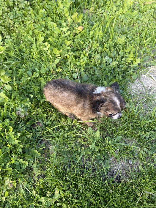 Magnífica menina chihuahua