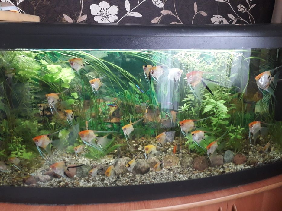Sprzedam  skalary koi