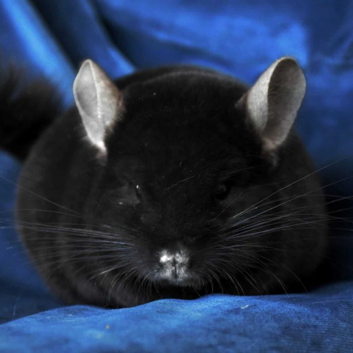 Amber Chinchillas* szynszyla domowa hodowla Angora RPA