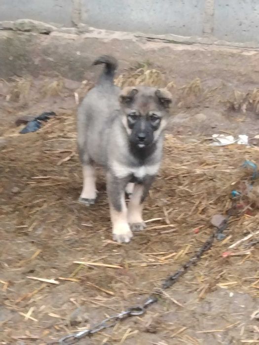 Oddam w dobre ręce pieski