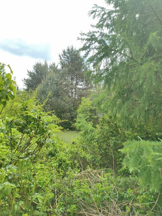Działka ROD Turka 1743 m² UNIKAT leśny klimat, 4 działki obok siebie