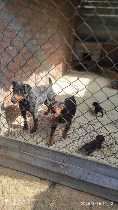 Продам цуценят ягдтер’єра