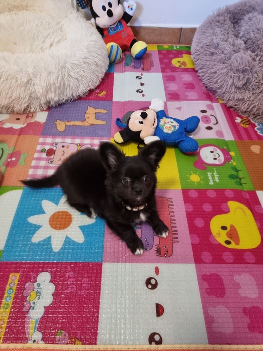 Chihuahua Macho de pêlo comprido c Pedigree e afixo