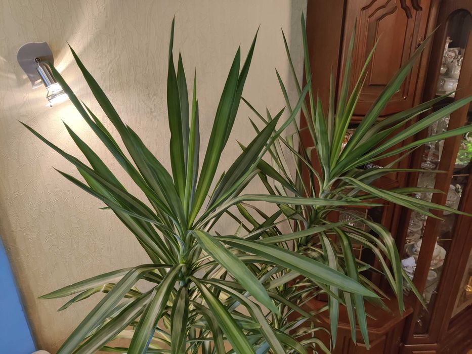 Юкка кімнатна,рослина,дерево,пальма,драцена,квітка,інтер’єр,листя офіс