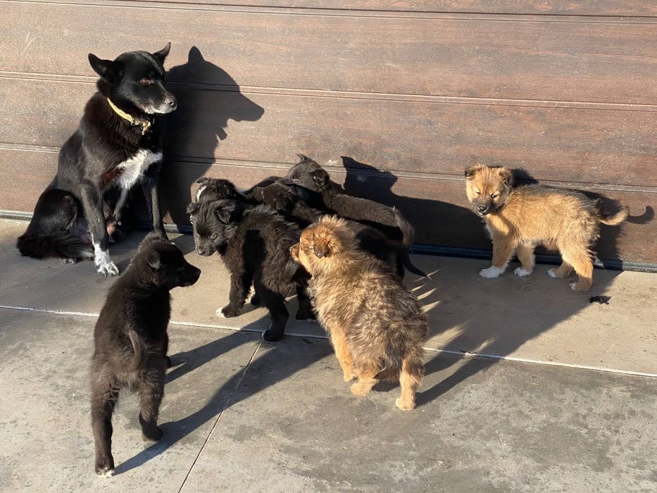 віддамо безкоштовно дуже милих цуценят