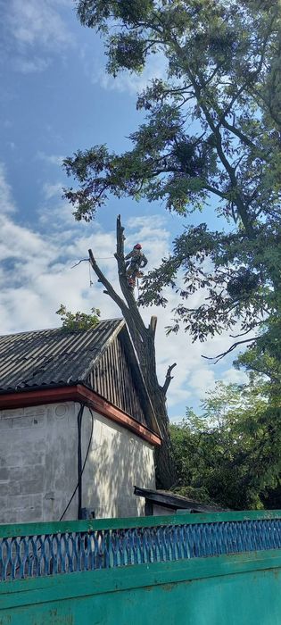 Професійне видалення складних дерев
