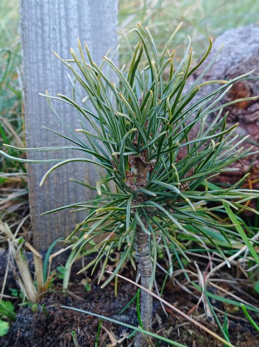 Сіянцы  Кедр сибірский,Джерарда, Арманди,Стелюх