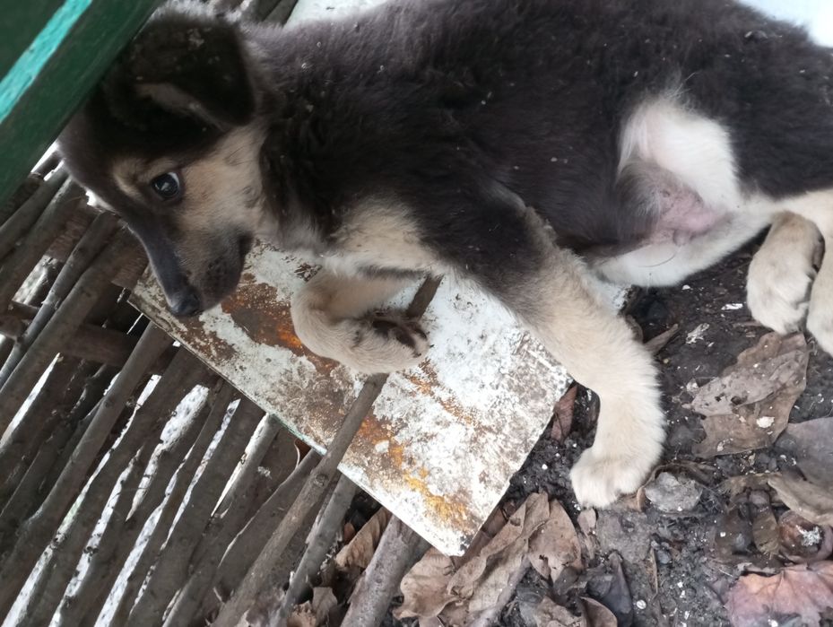 Віддаємо маленьке цуценя