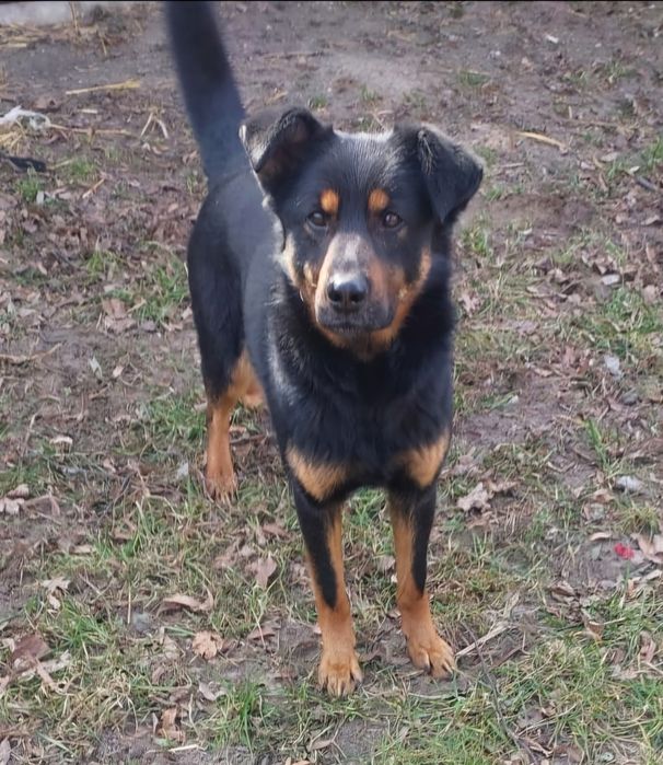 Rico siedzi w mordowni pomóż go stamtąd wyciągnąć! Adopcja tymczas